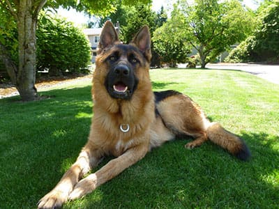 A german shepherd laying on the grass in a park.